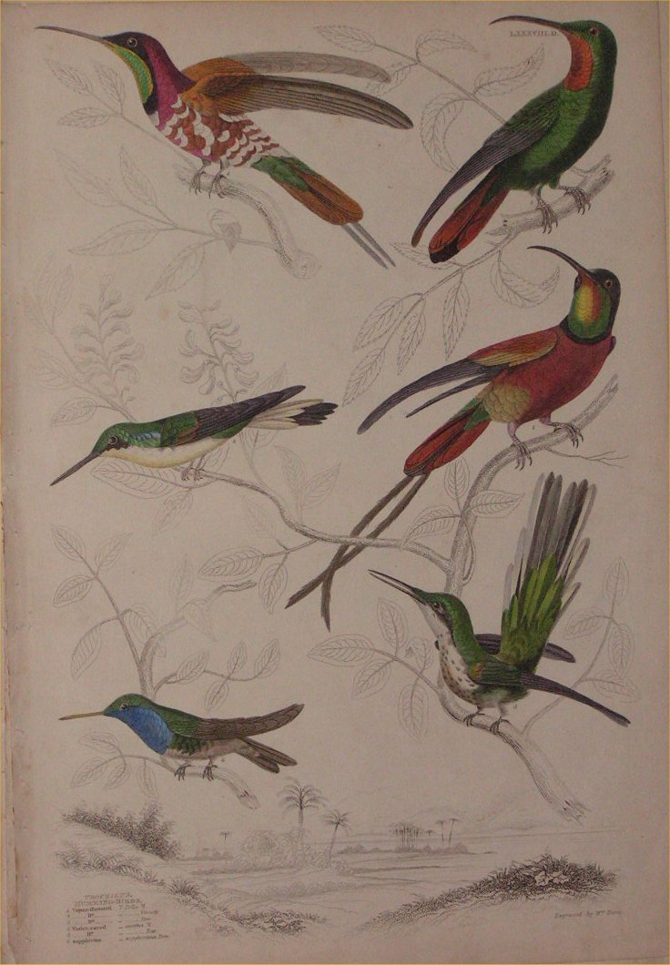Print - 088D Trochillus, Humming Birds - Milne