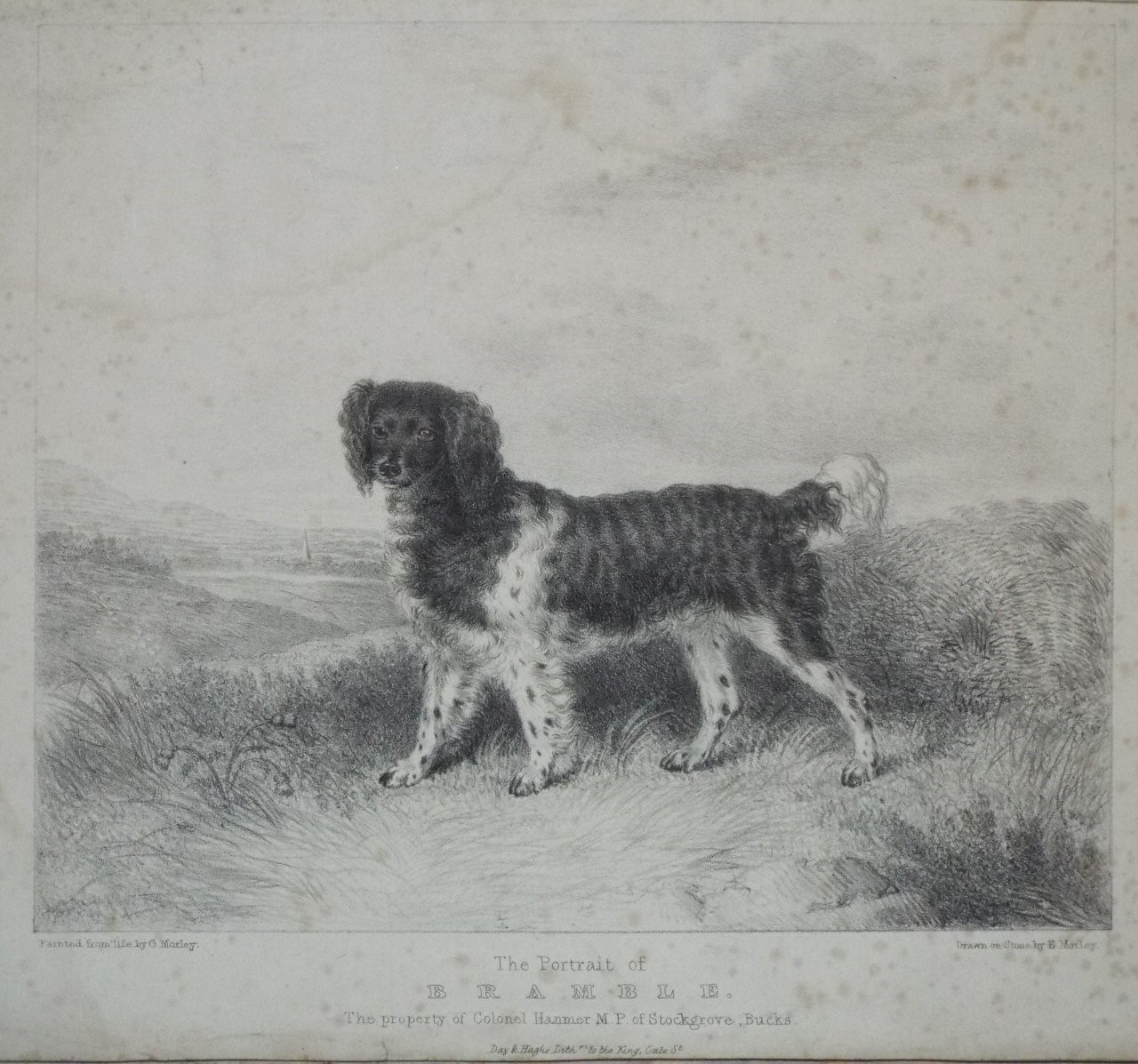 Lithograph - The Portrait of Bramble. The Property of Colonel Hamner M.P. of Stockgrove, Bucks  - Morley
