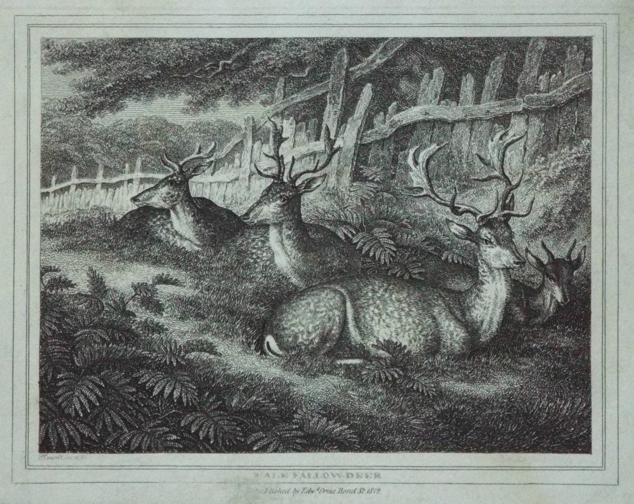 Print - Male Fallow-Deer - Howitt