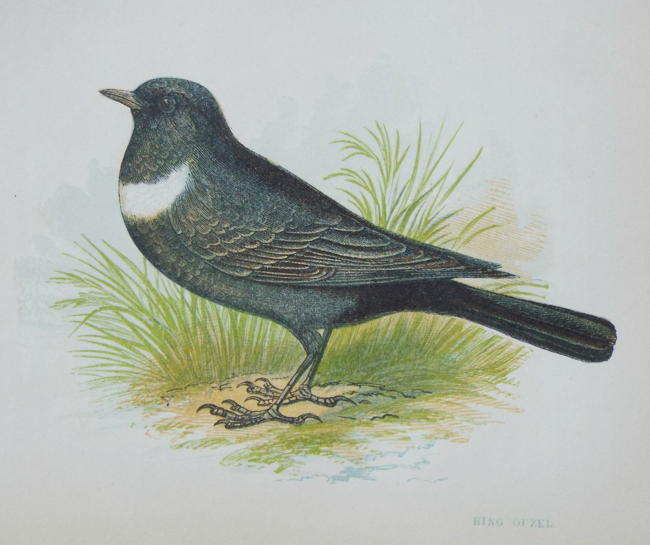 Chromo-lithograph - Ring Ouzel.