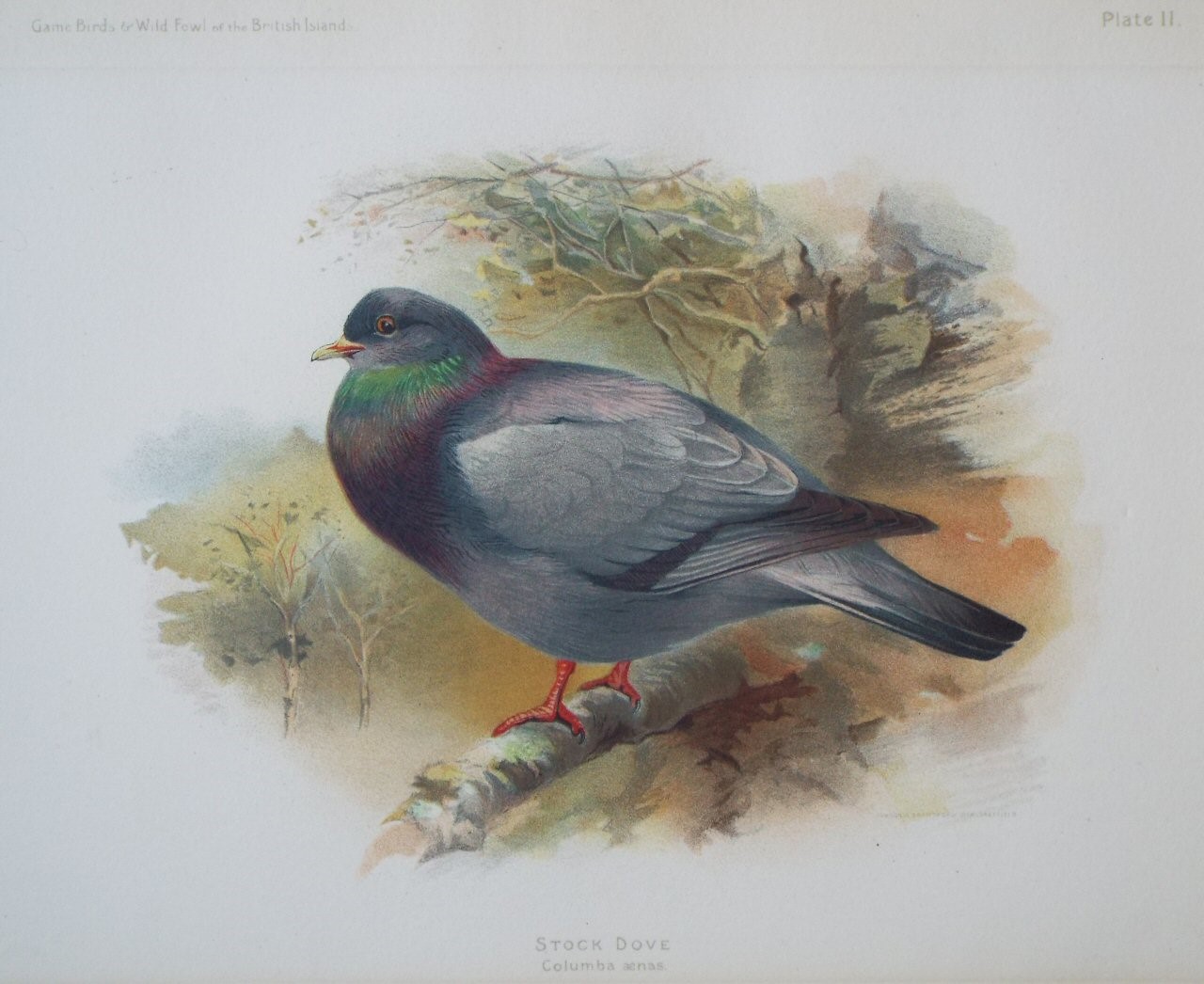 Lithograph - Stock Dove Columba aenas