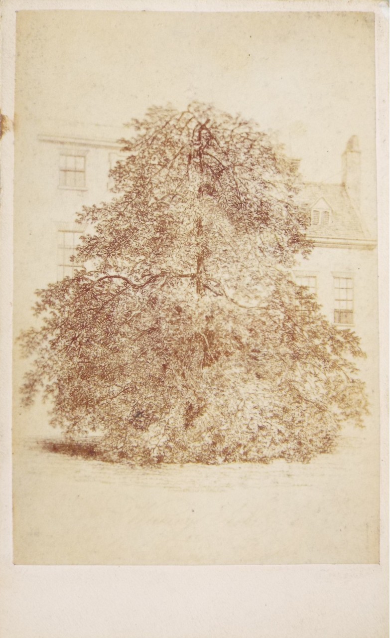 Photograph - Tree at Old Pembroke House School