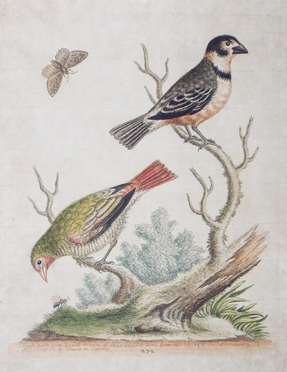 Etching - Small Birds from Brasil drawn of their natural size from the living Birds. - Edwards