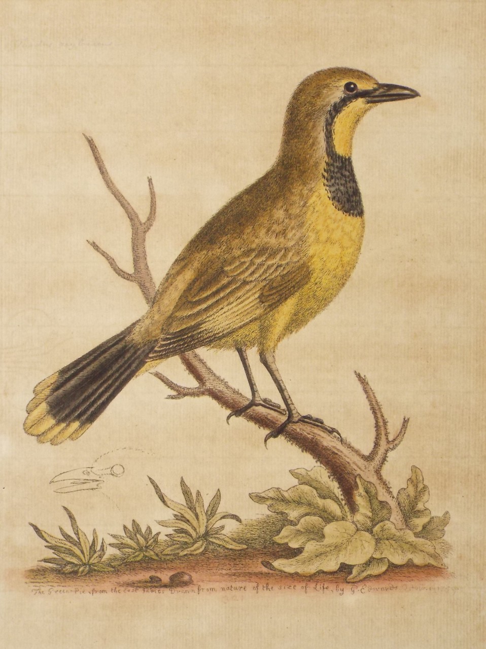 Print - The Green-Pie, from the East Indies Drawn from nature of the size of Life, by G. Edwards.October . 1 . 1759. - Edwards