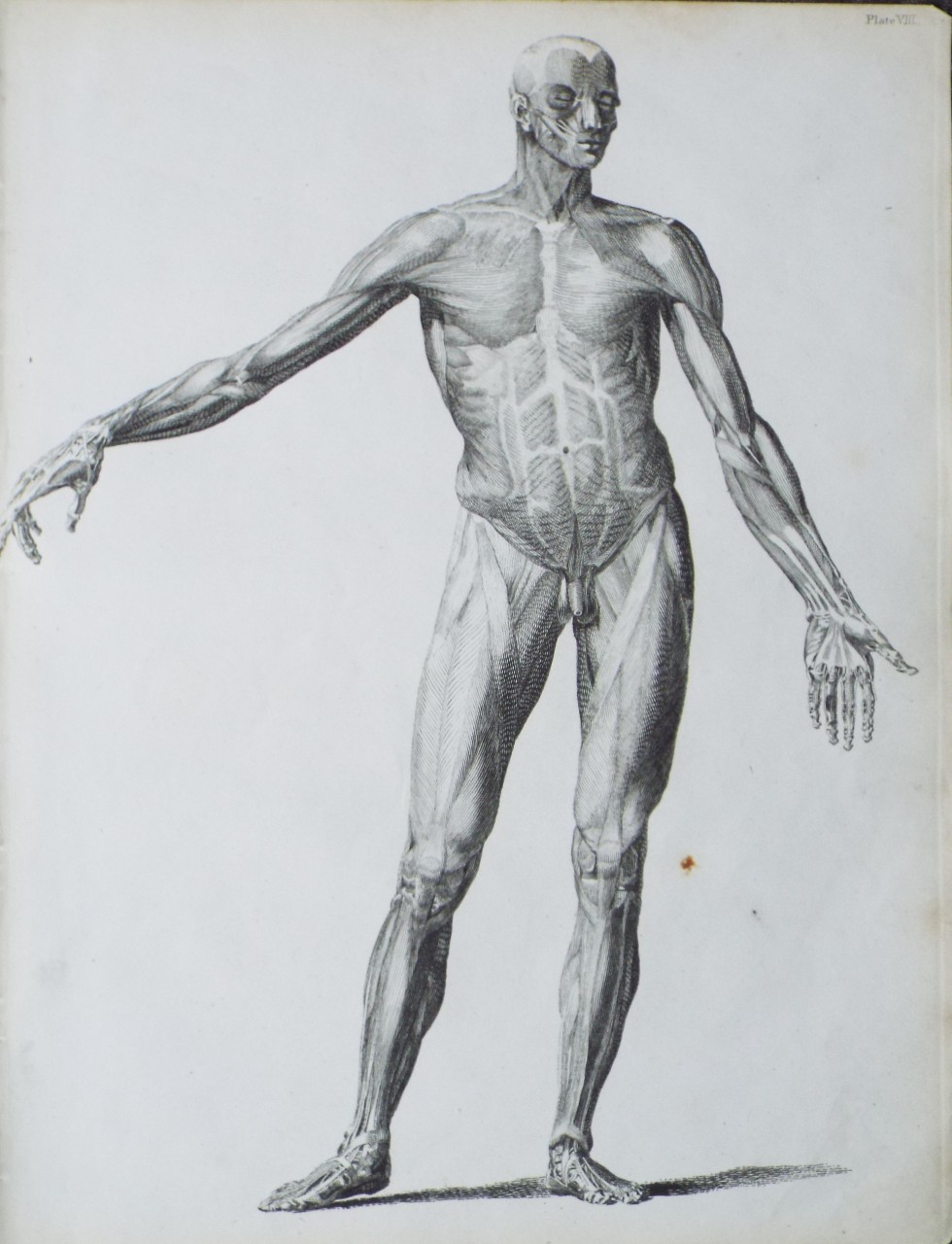 Print - (Human figure front view showing musculature)