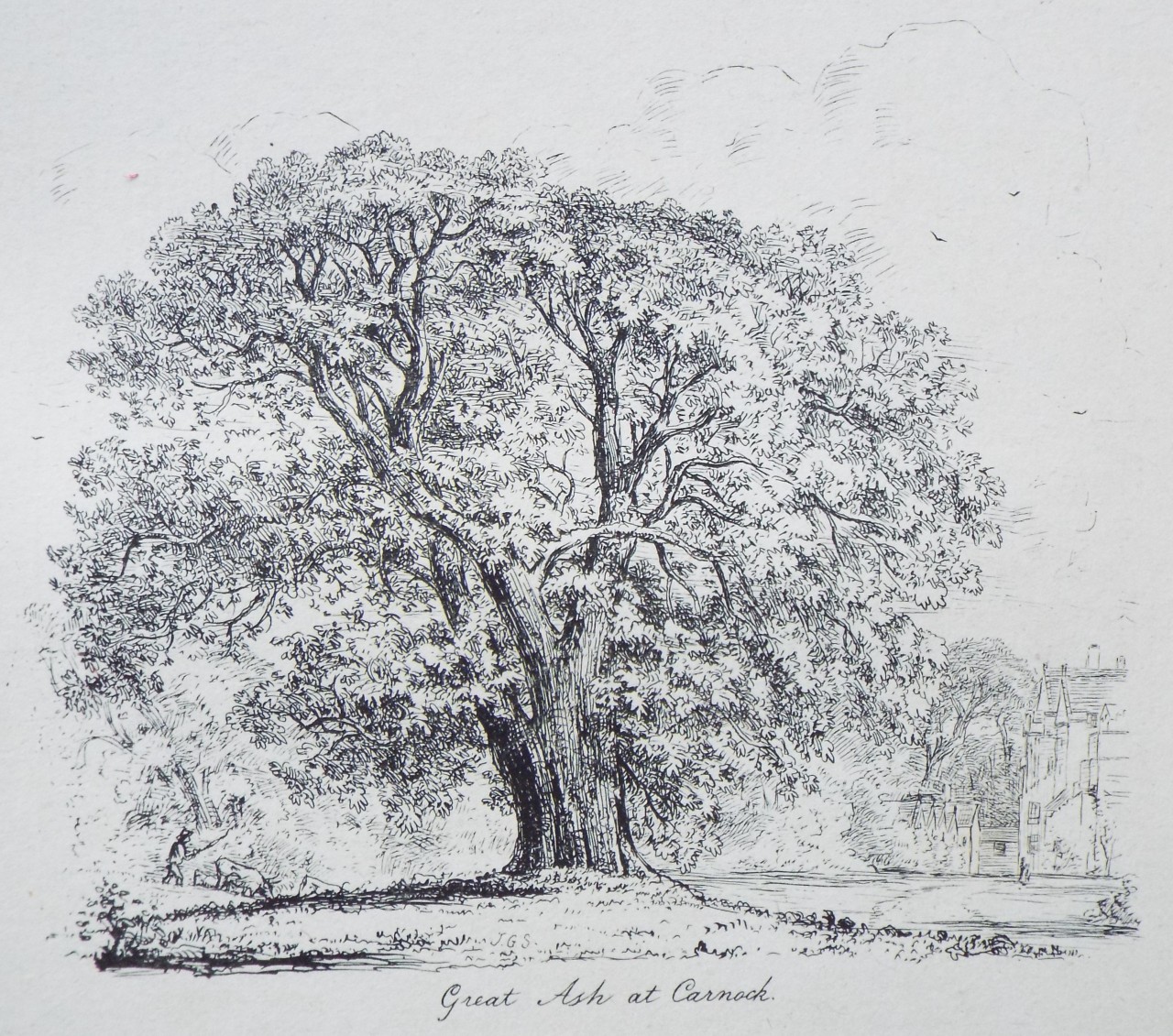 Etching - Great Ash at Carnock. - Strutt
