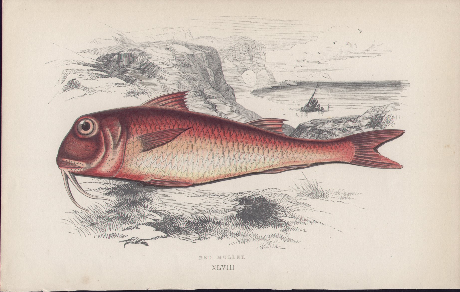 Chromolithograph - 048 Red Mullet. XLVIII - Fawcett