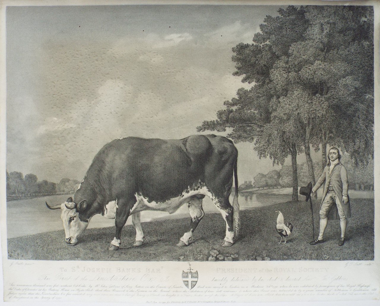 Etching with stipple and mezzotint - To Sr. Joseph Banks Bart President of the Royal Society This Print of the Lincolnshire Ox is humbly dedicated by his obedt & devoted Servt Jno Gibbons - Stubbs