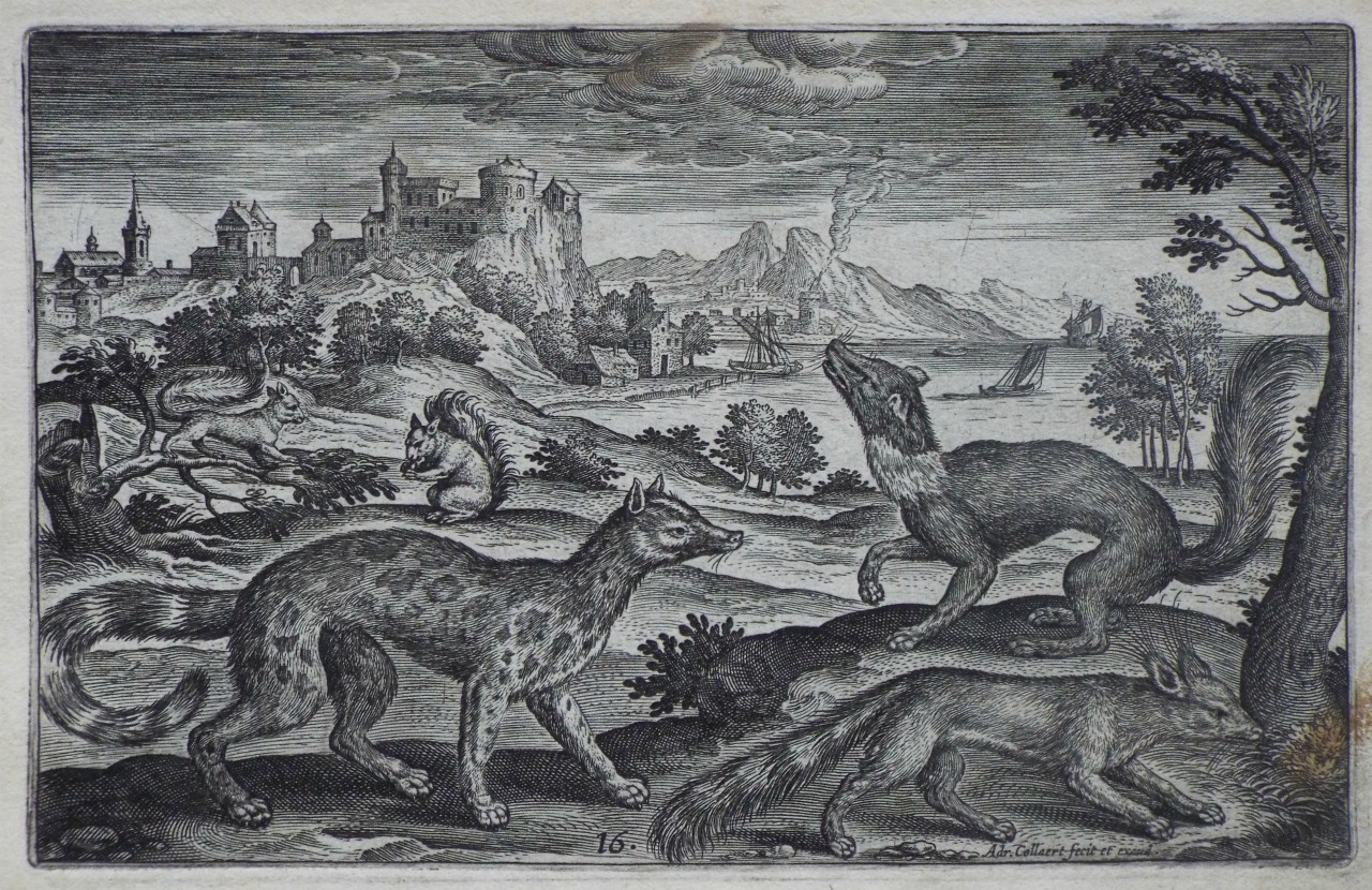 Print - Plate 16: A civet, a pine martin, a fox and two squirrels - Collaert