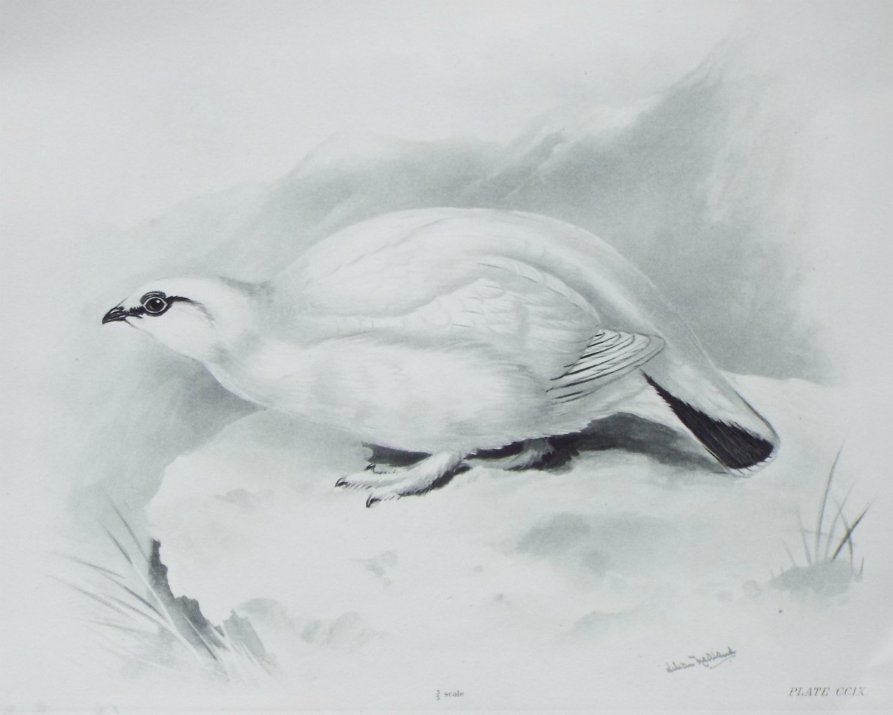Gravure - Ptarmigan (white plumage)