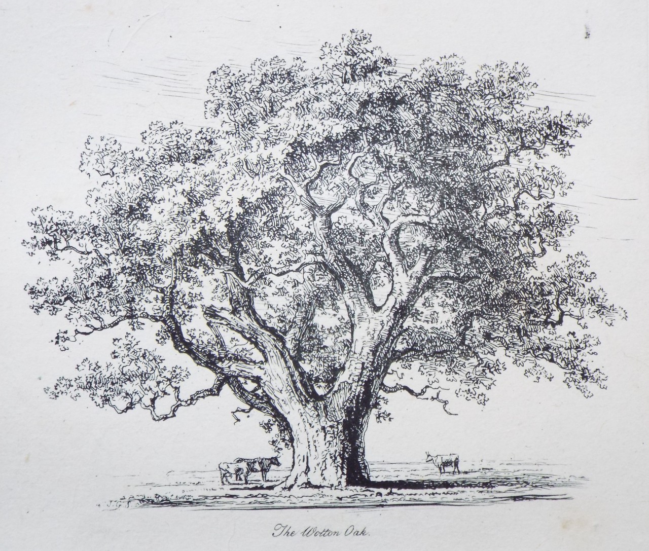 Etching - The Wotton Oak. - Strutt