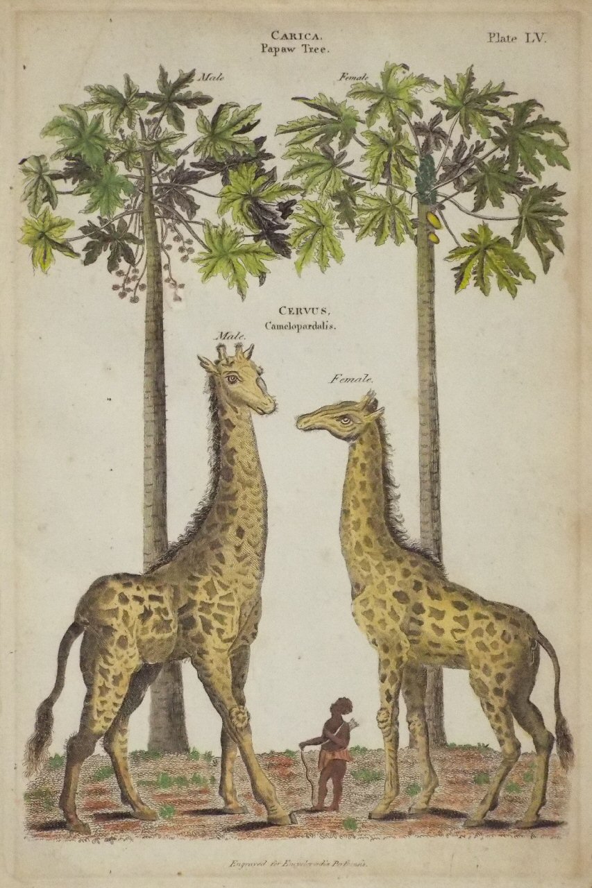 Print - Carica. Papaw Tree. Cervus Camelopardalis