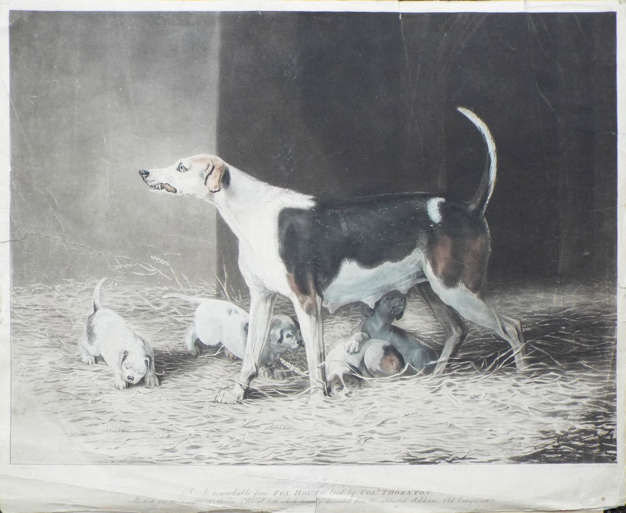 Aquatint - Modish. A Remarkably Fine Fox Hound Bred by  - Pollard