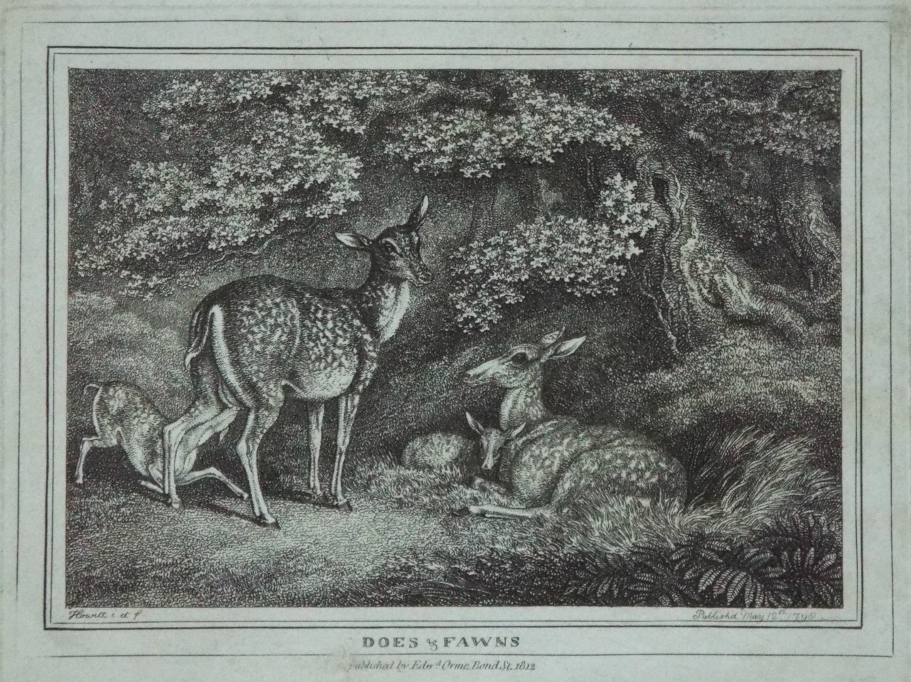 Print - Does & Fawns - Howitt