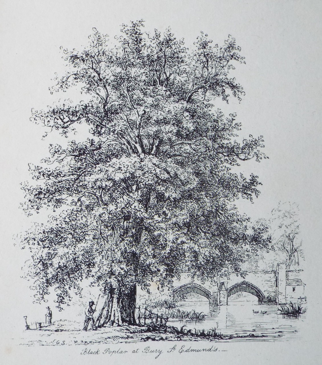 Etching - Black Poplar at Bury St. Edmund's. - Strutt