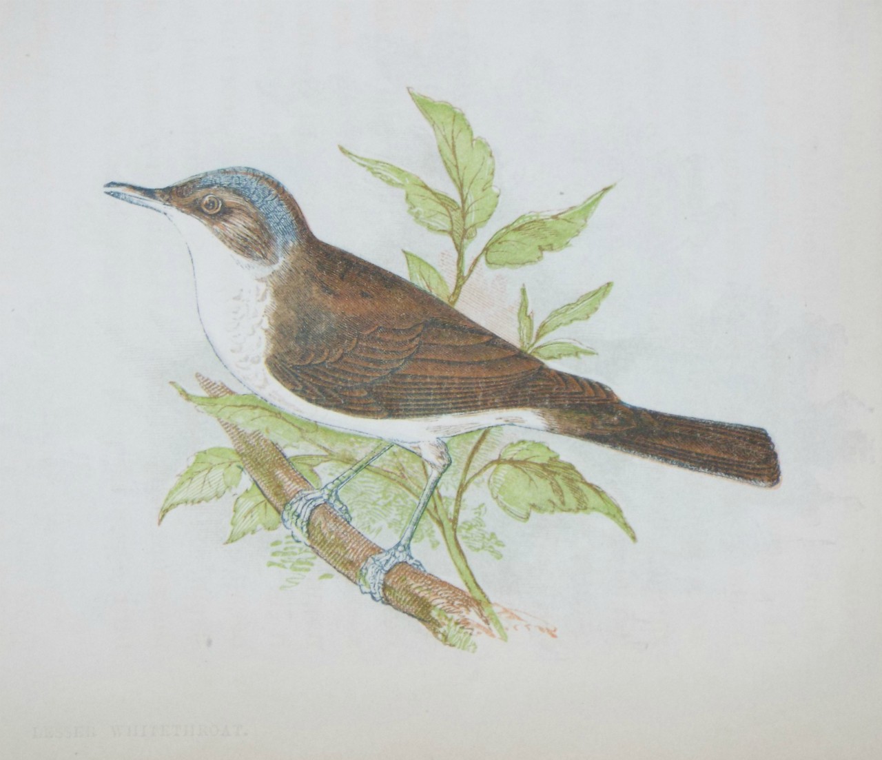 Chromo-lithograph - Lesser Whitethroat.