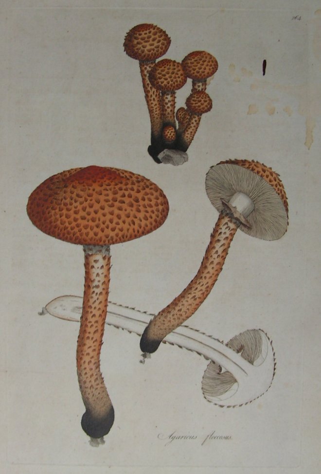 Print - Agaricus floccosus