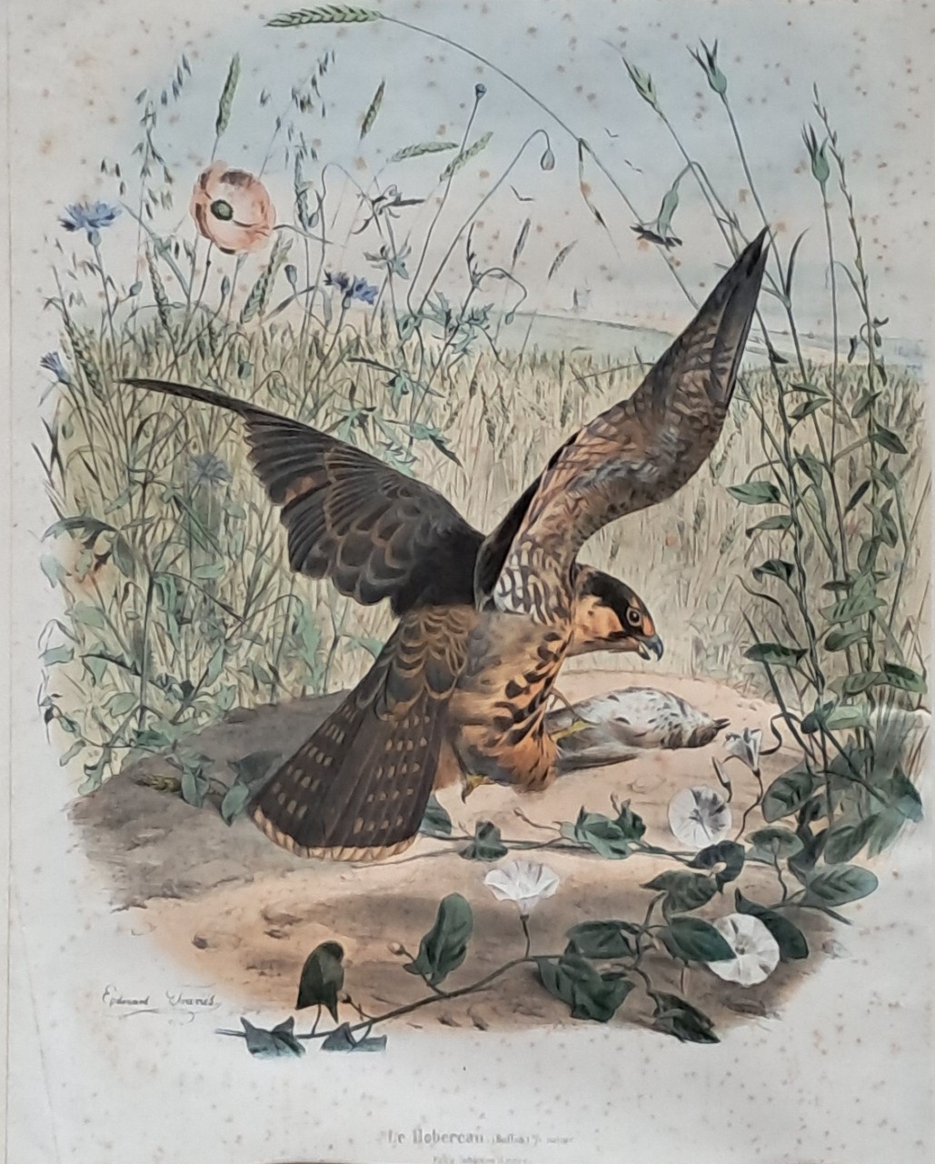 Lithograph - Le Hobercau. ( Buffon ) 2/3 nature  Falco Subbuteo (Lennee) - Travies