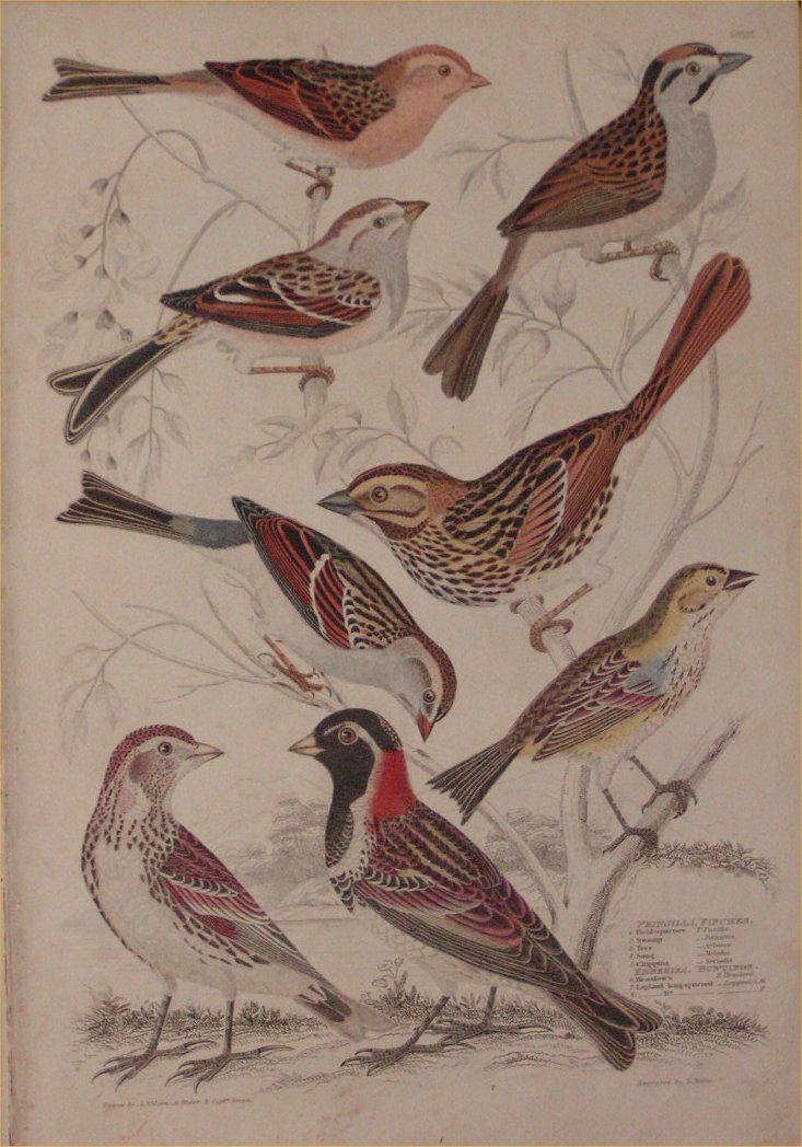 Print - 058 Fringilla, Finches - Milne