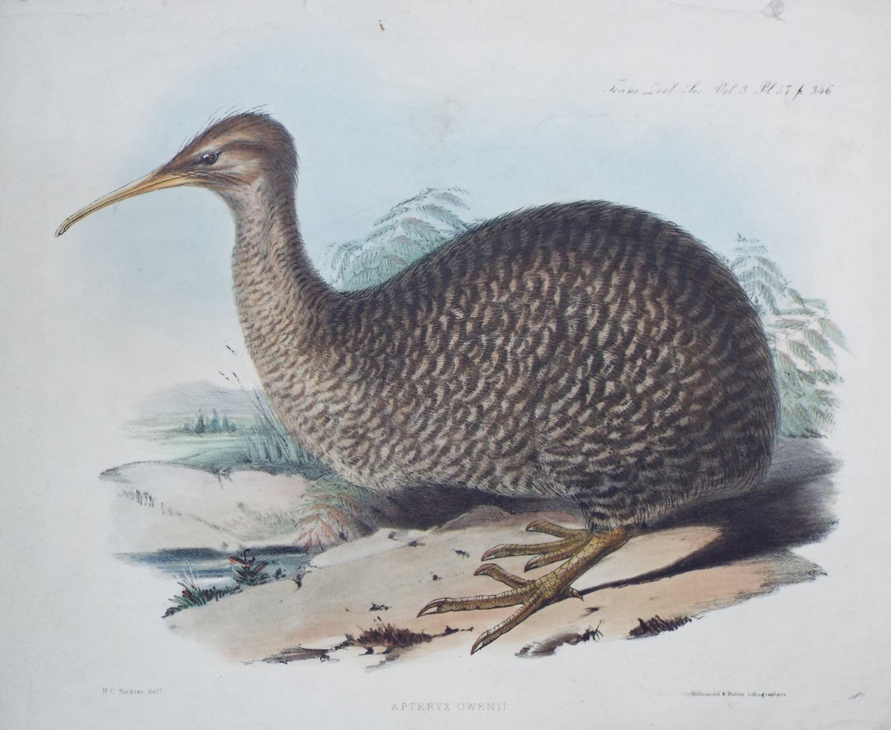Lithograph - Apteryx Owenii