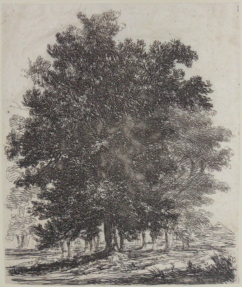 Print - (Woodland Trees) - Smith