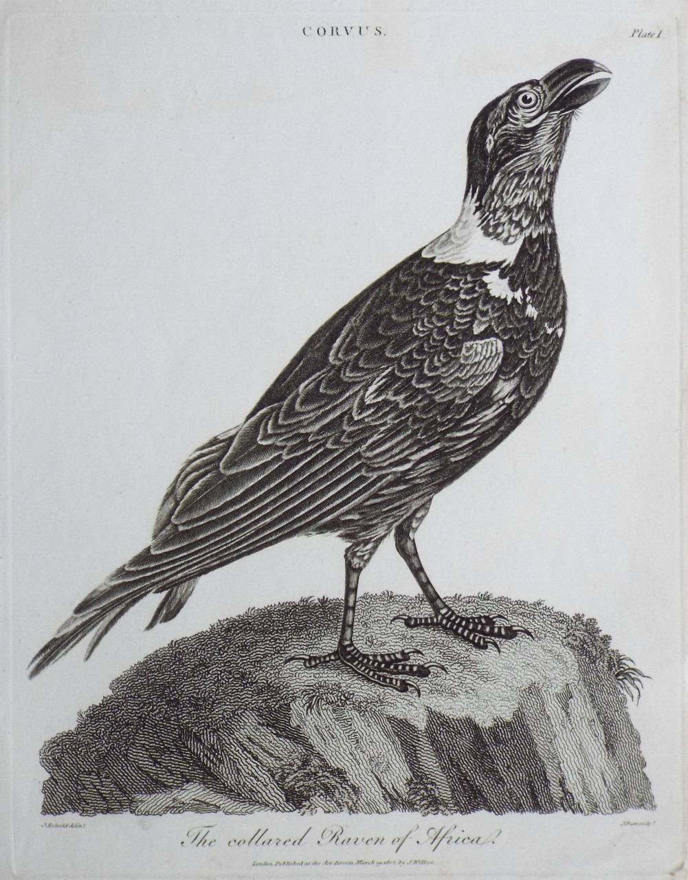 Print - Corvus. Fig.1. The collared Raven of Africa. - Pass