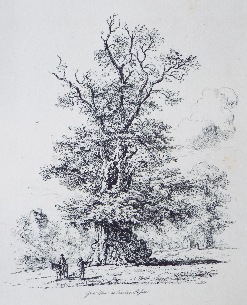 Etching - Great Elm - at Crawley, Sussex. - Strutt