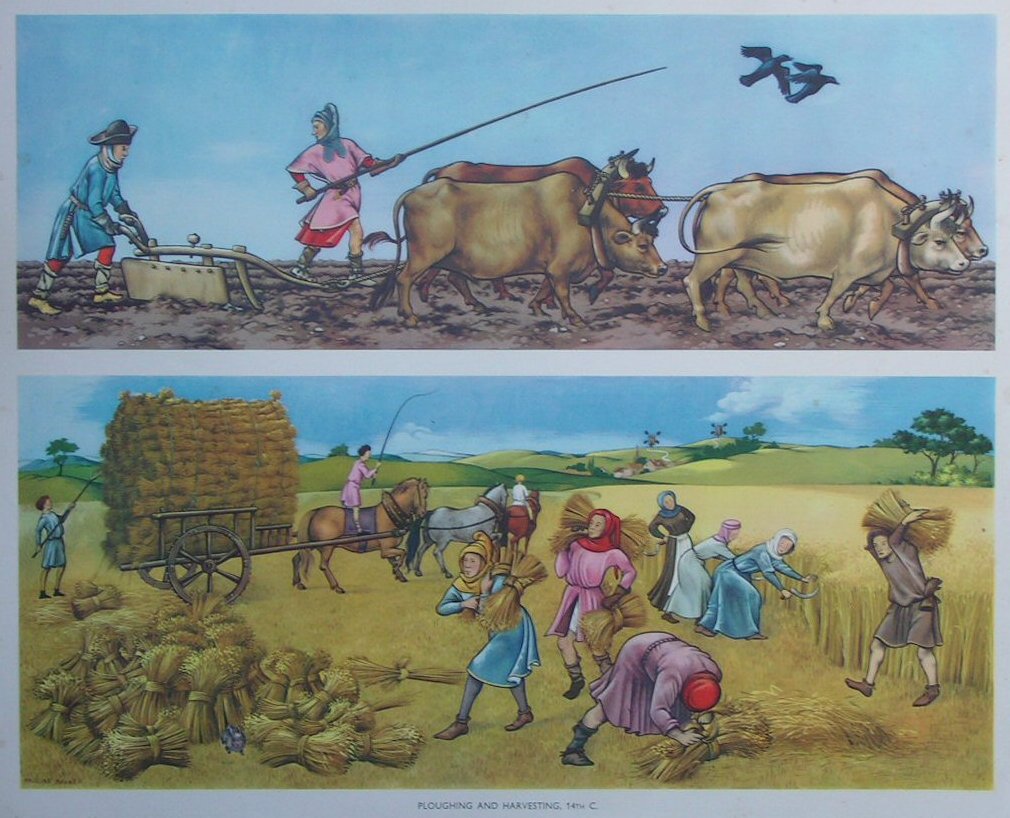 Lithograph - 33 Ploughing and Harvesting, 14th C. 