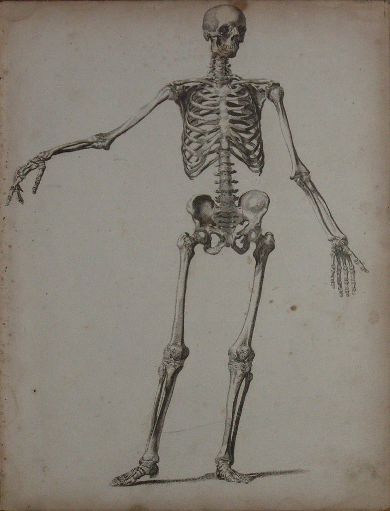 Print - (Human skeleton front view)