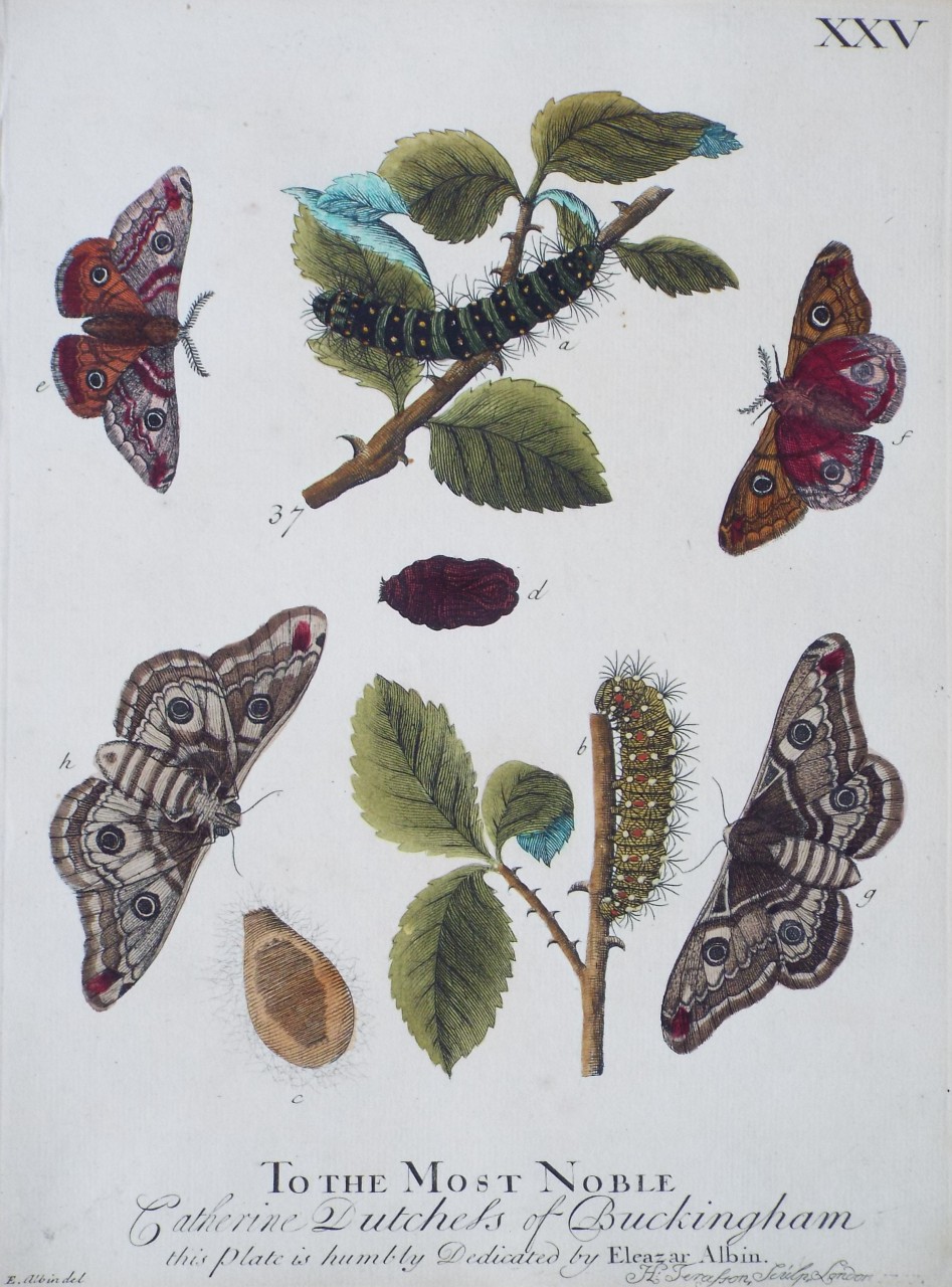 Print - To the Most Noble Catherine Dutchess of Buckingham this Plate is humbly Dedicated by Eleazar Albin. - Terasson