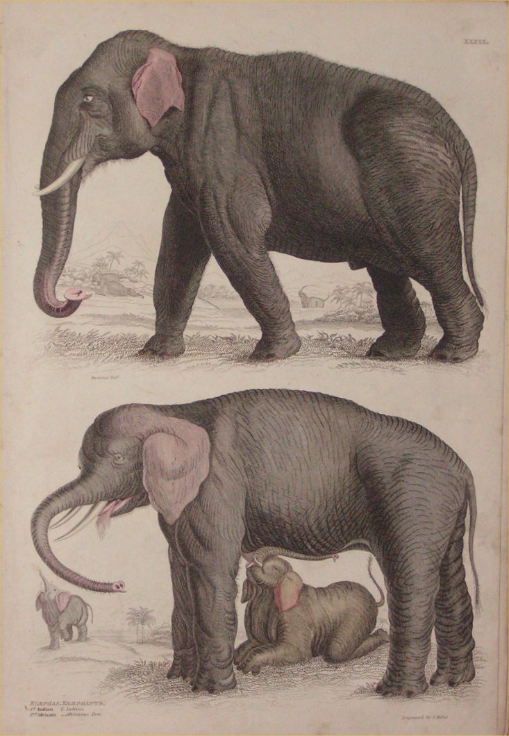Print - 039 Elephas, Elephants - Milne