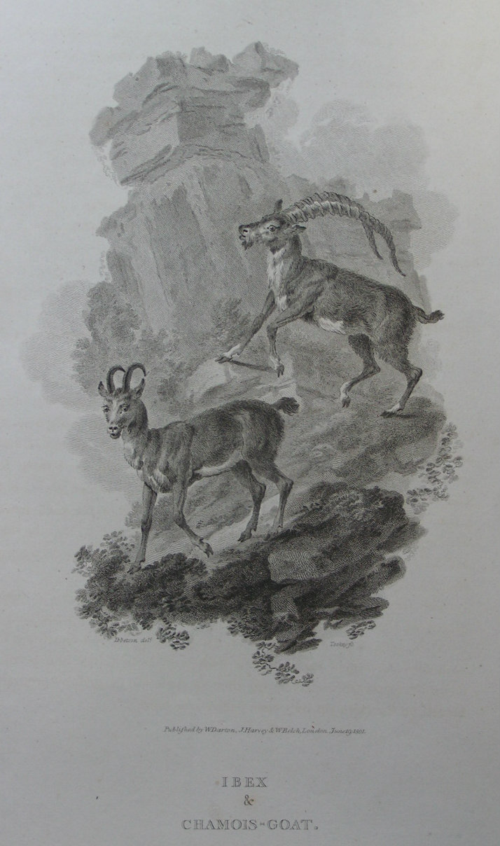 Print - Ibex & Chamois-Goat - Tookey