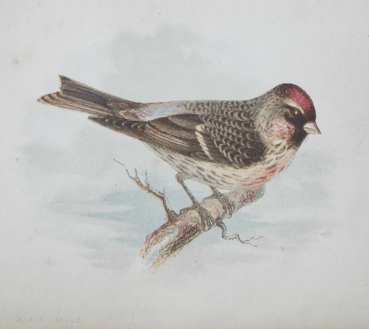 Chromo-lithograph - Mealy-Linnet.