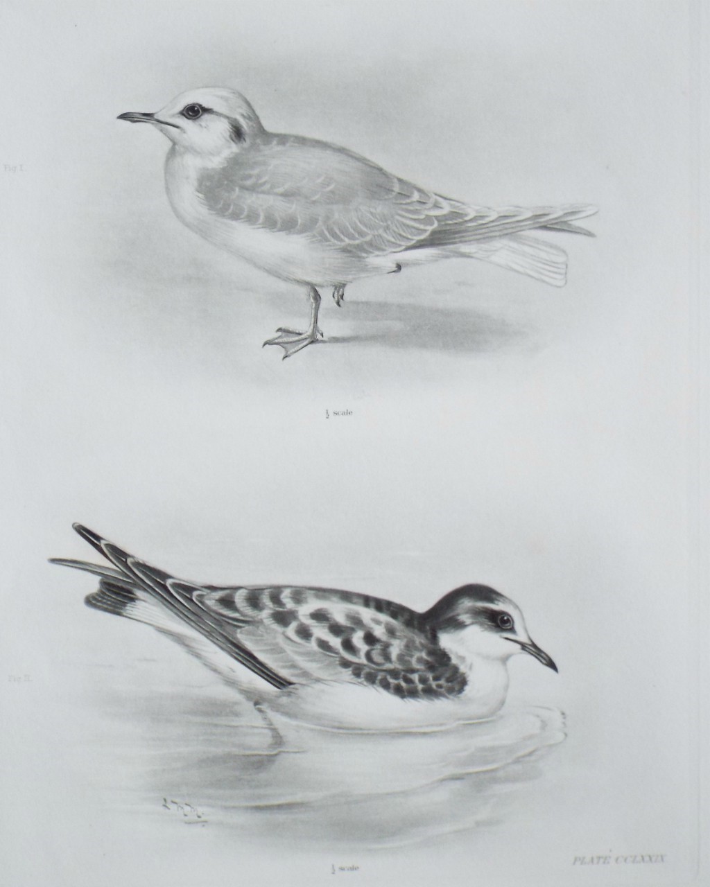 Gravure - Blackheaded Gulls