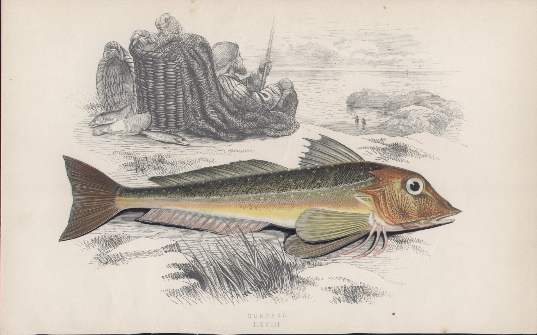 Chromolithograph - 068 Gurnard. LXVIII - Fawcett