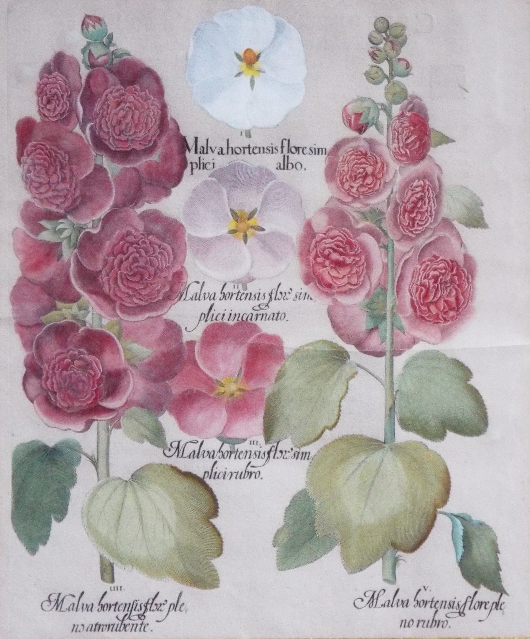 Print - Hortus Eystettensis: Malva hortensis flore simplici albo, Malva hortensis flos simplici incarnato, Malva hortensis flos simplici rubro, Malva hortensis flos pleno atrorubente, Malva hortensis flore pleno rubro