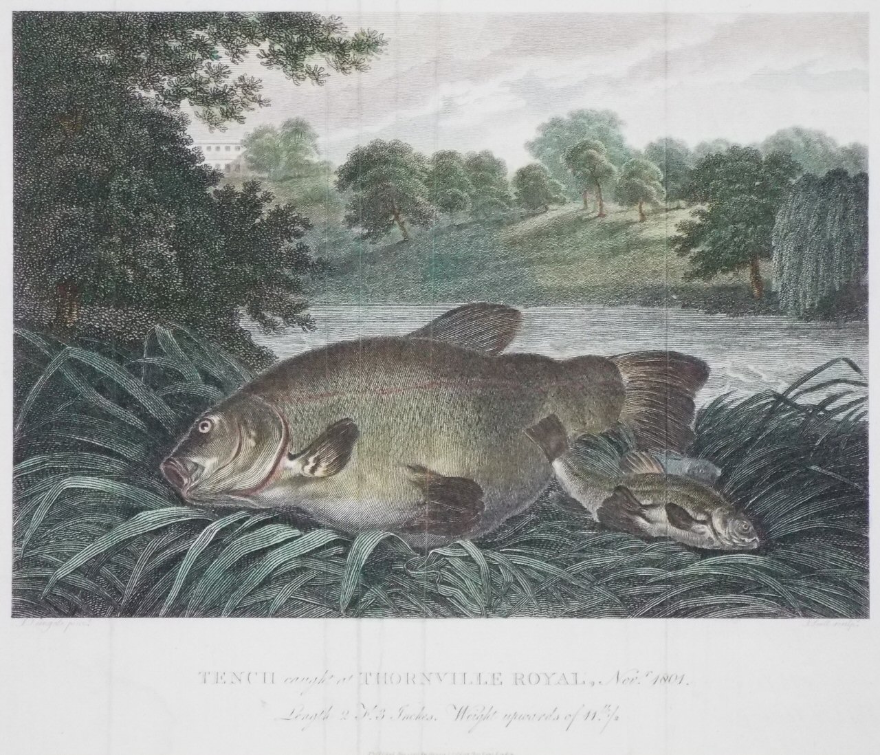 Print - Tench caught at Thornville Royal, Novr. 1801. Lenght 2 Ft. 3 Inches. Weight upwards of 11 lb 1.2. - Scott