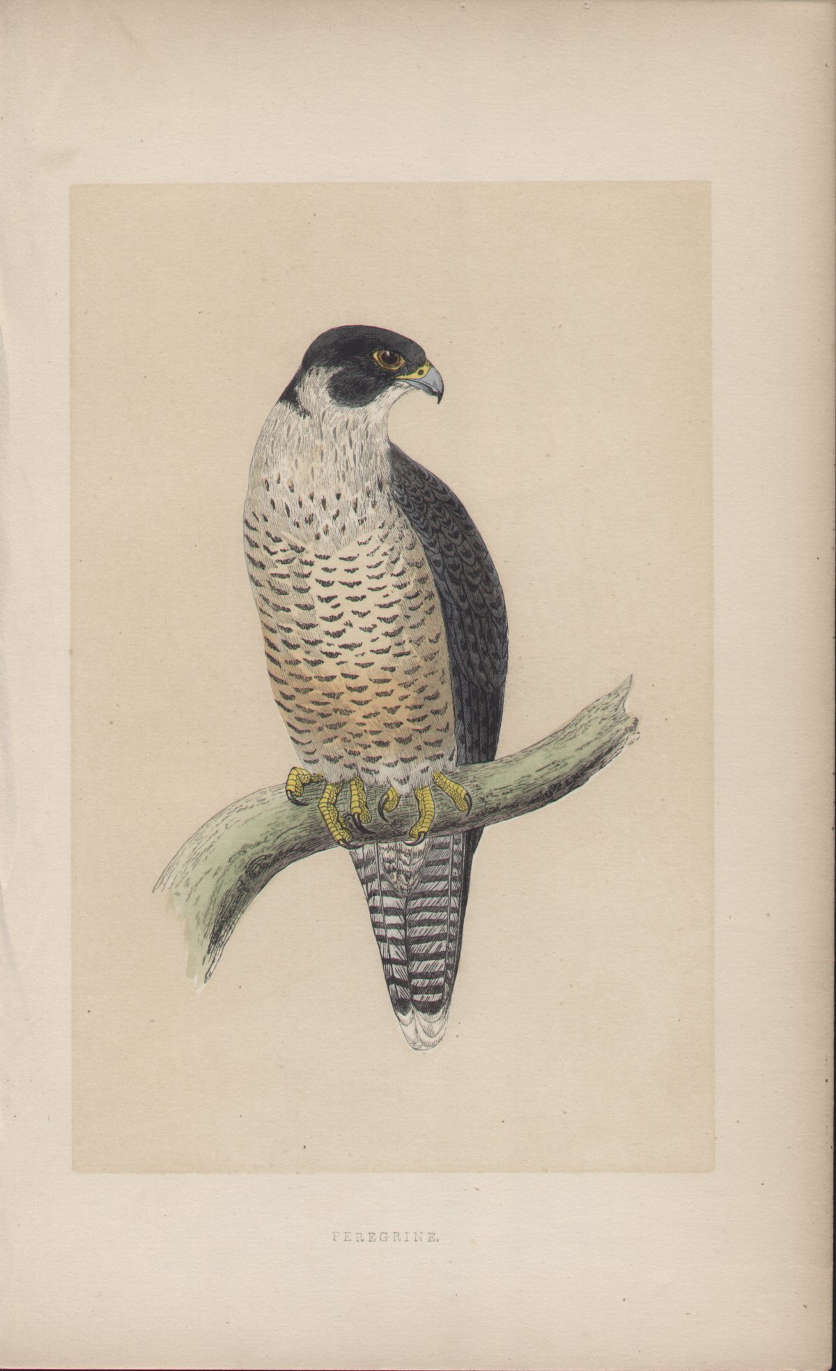 Wood - Peregrine - Fawcett