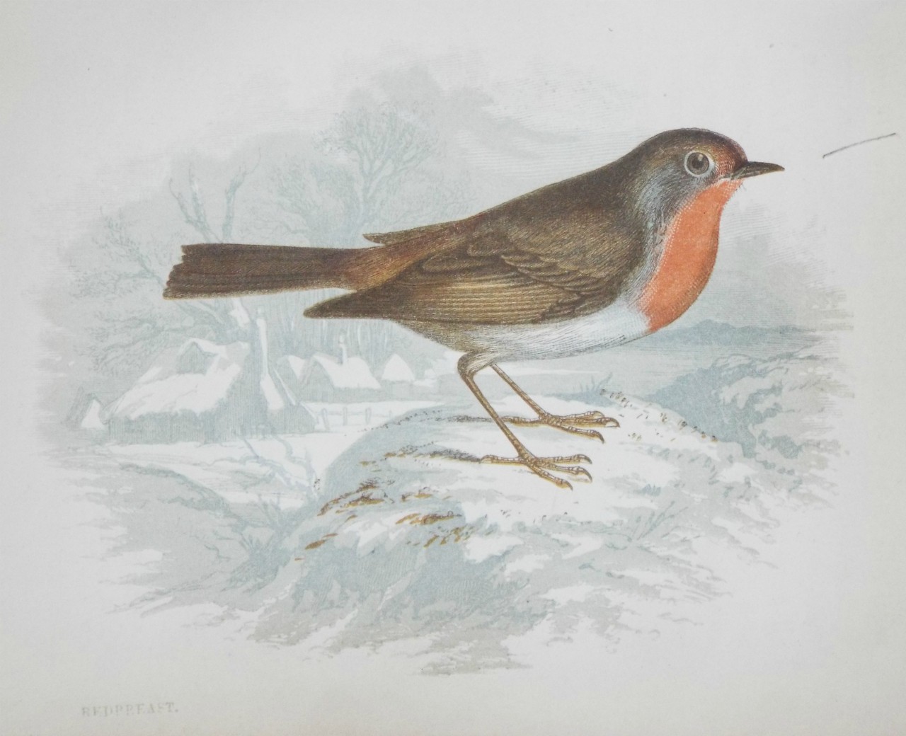 Chromo-lithograph - Redbreast.