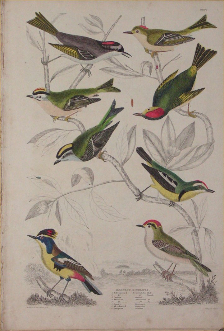 Print - 046 Regulus, Kinglets - Milne