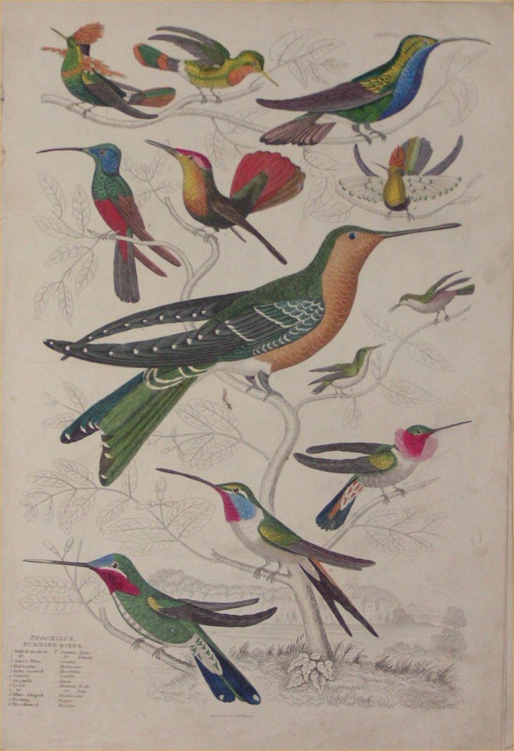 Print - 088 Trochillus, Humming Birds - Milne