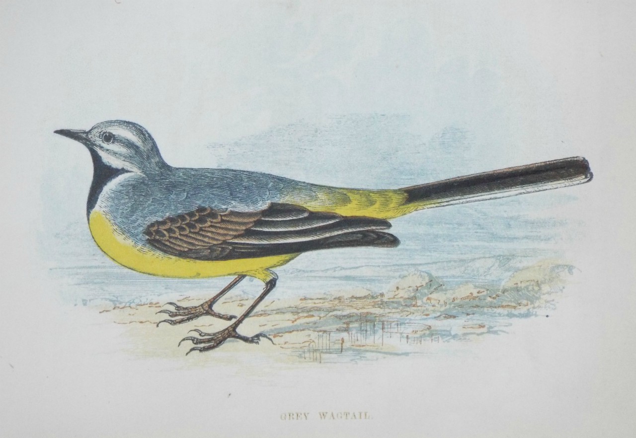 Chromo-lithograph - Grey Wagtail.