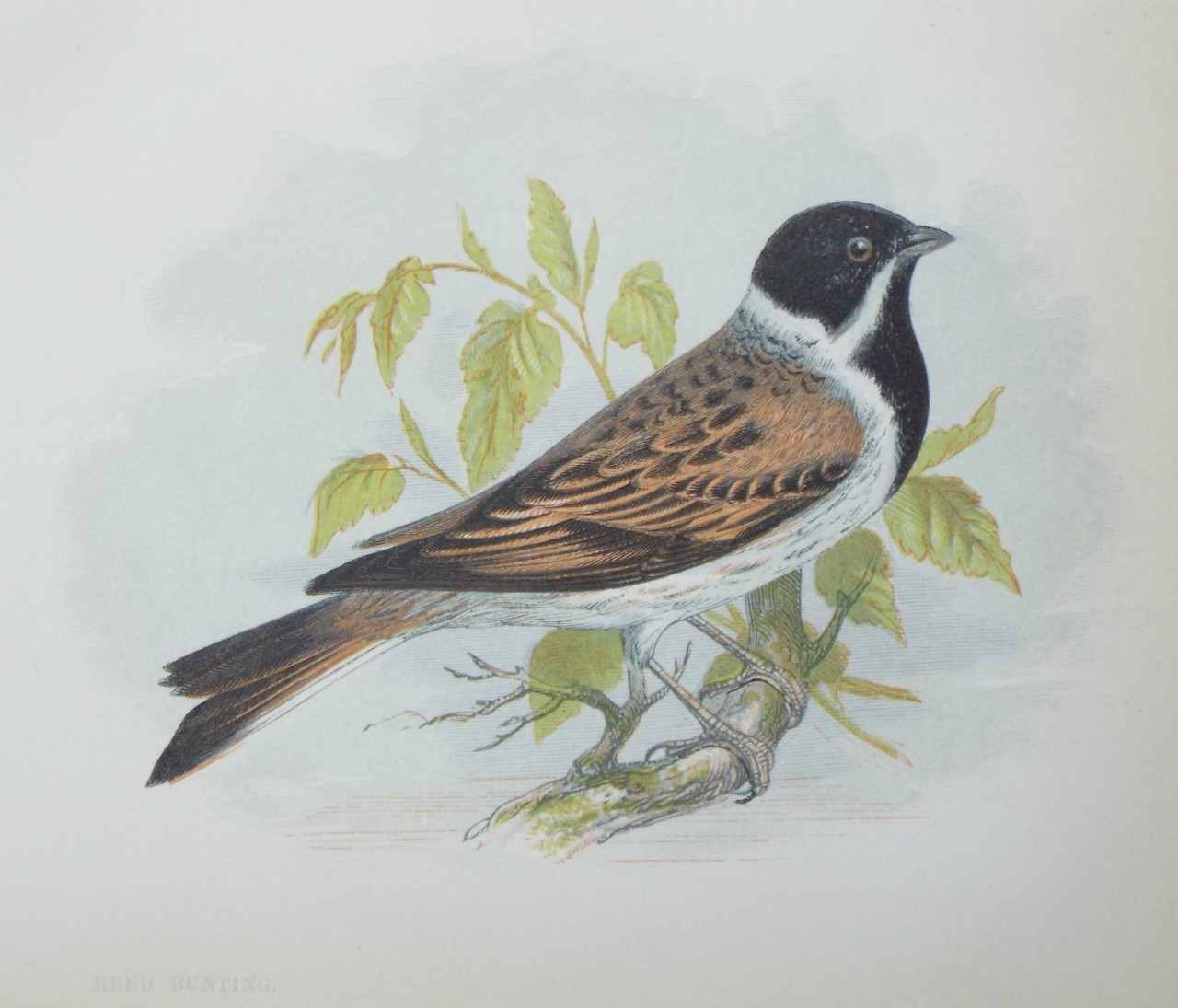 Chromo-lithograph - Reed Bunting.