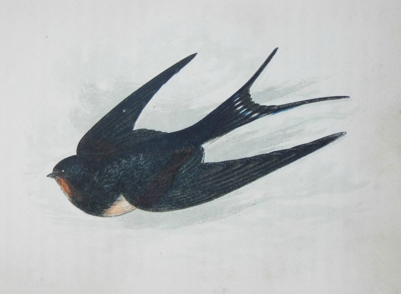 Chromo-lithograph - Swallow.