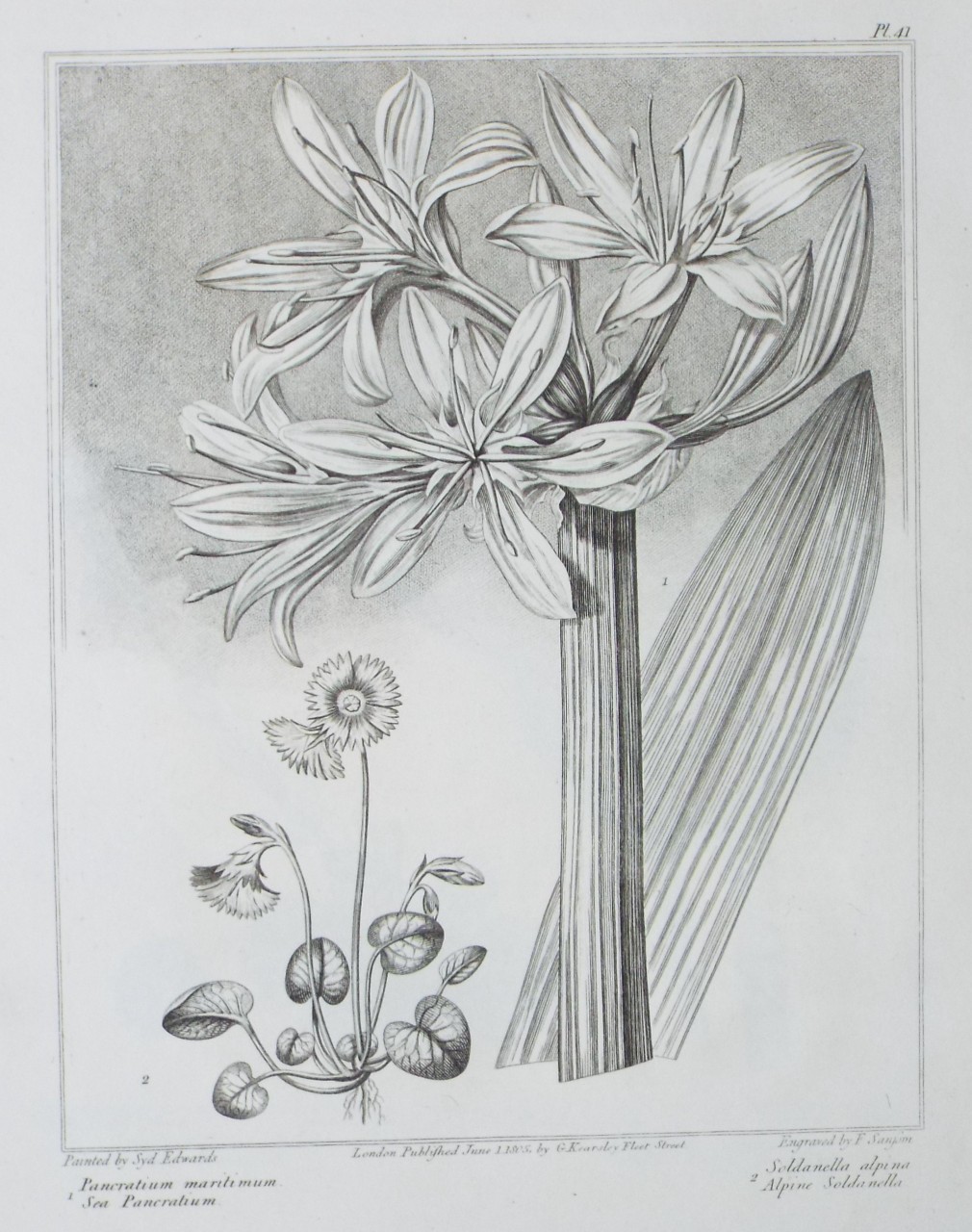 Print - 1 Pancratium maritimum. Sea Pancratium. | 2 Soldanella alpina. Alpine Soldanella. - Sansom