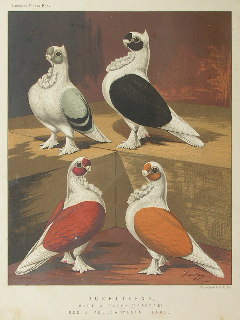 Chromolithograph - Turbiteens. Blue & Black (Crested), Red & Yellow (Plain Headed)