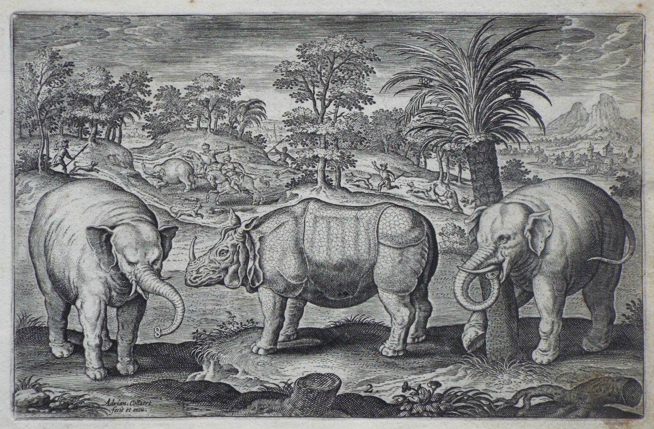 Print - Plate 2: A rhinoceros and two elephants - Collaert