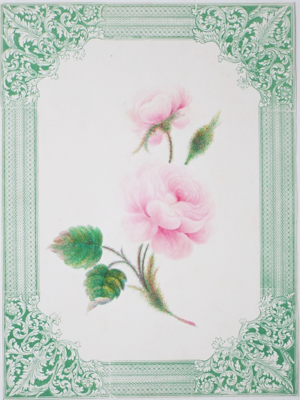 Chromo-lithograph - Rose