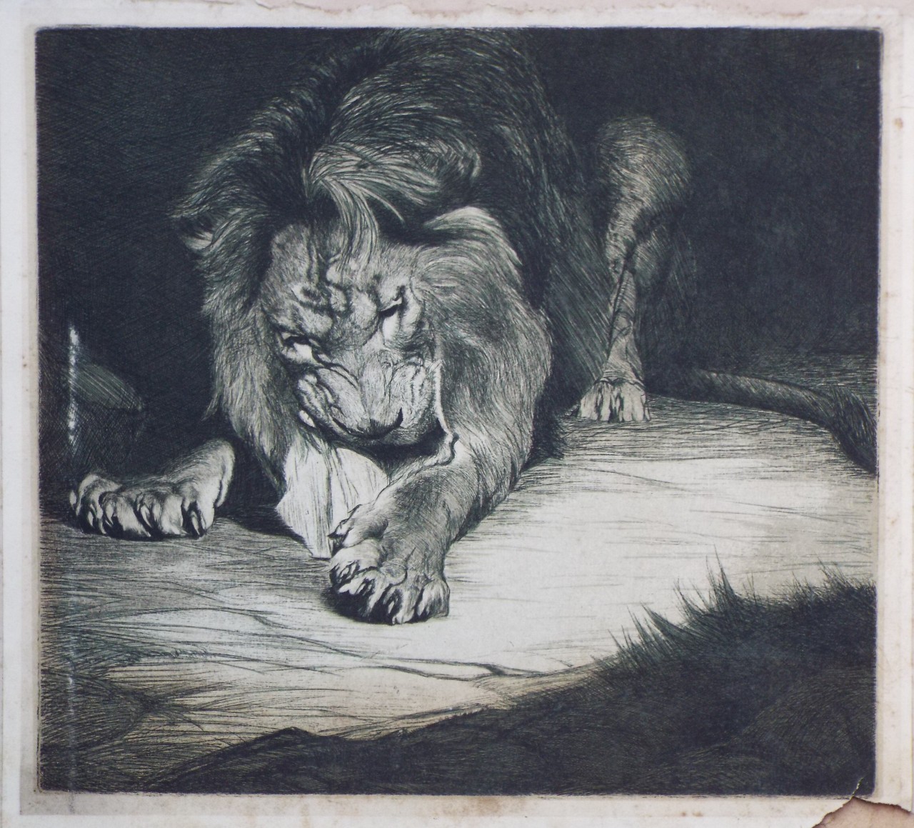 Etching - Lion