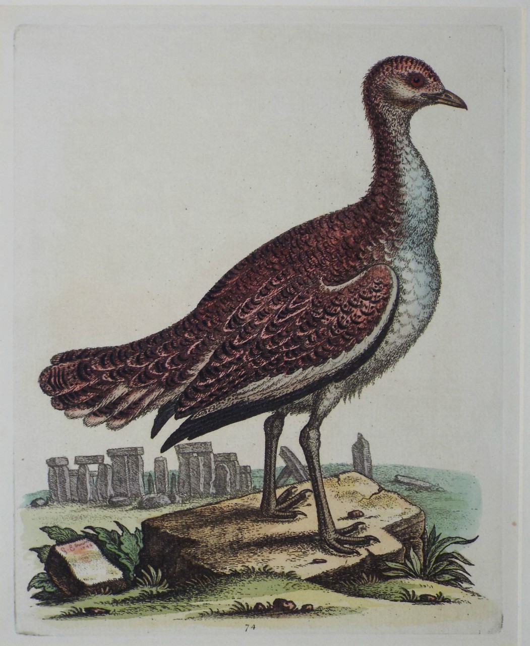 Print - (Hen Great Bustard) - Edwards